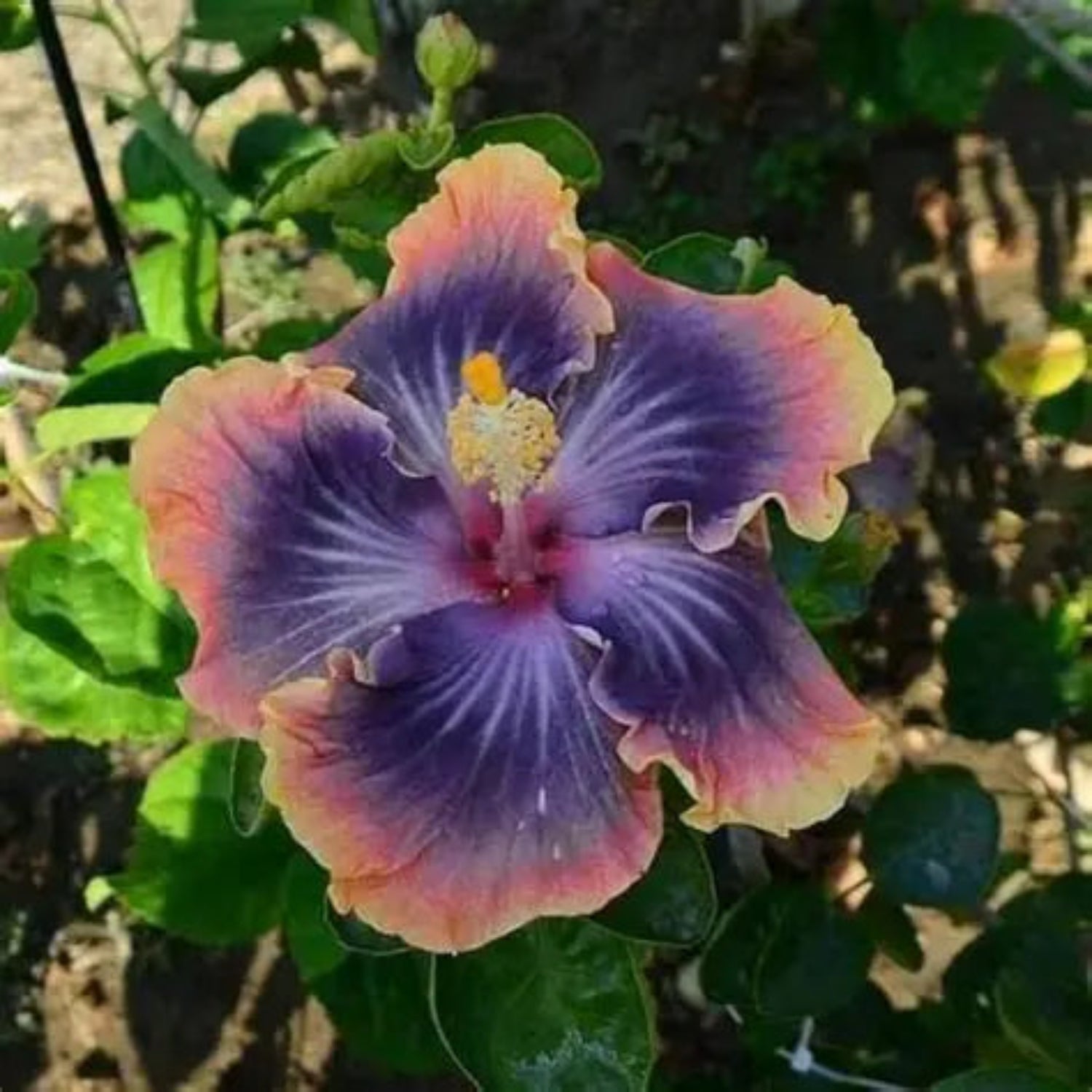 Fairy Dust Hibiscus seeds from South Mountain Nursery, showing a cluster of vibrant giant hibiscus flowers in a fairy garden setting.