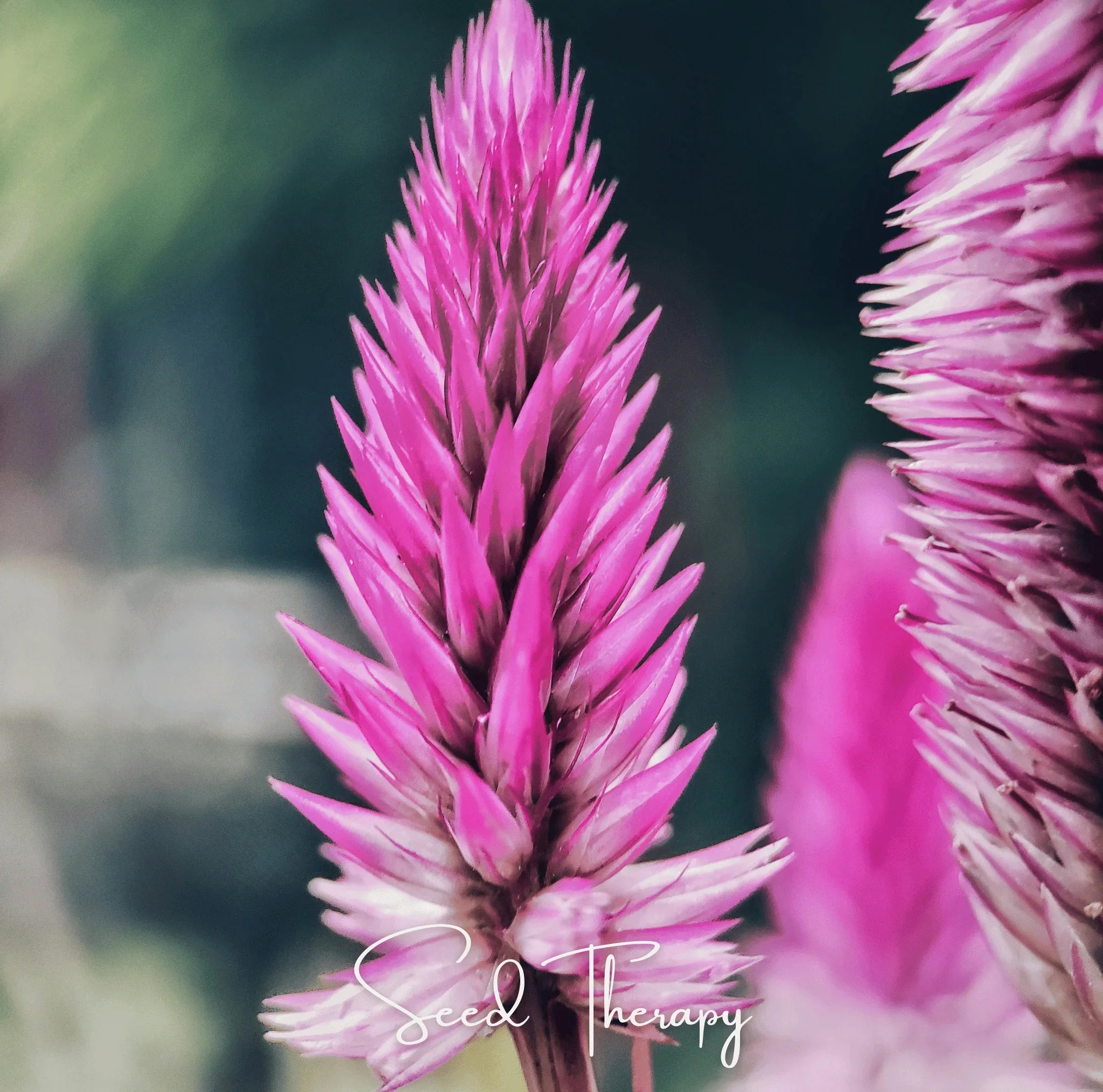 Silver Bloom Plumes Celosia Spicata seeds packet from Southern Seeds, featuring vibrant flamingo feather flowers in a seed package