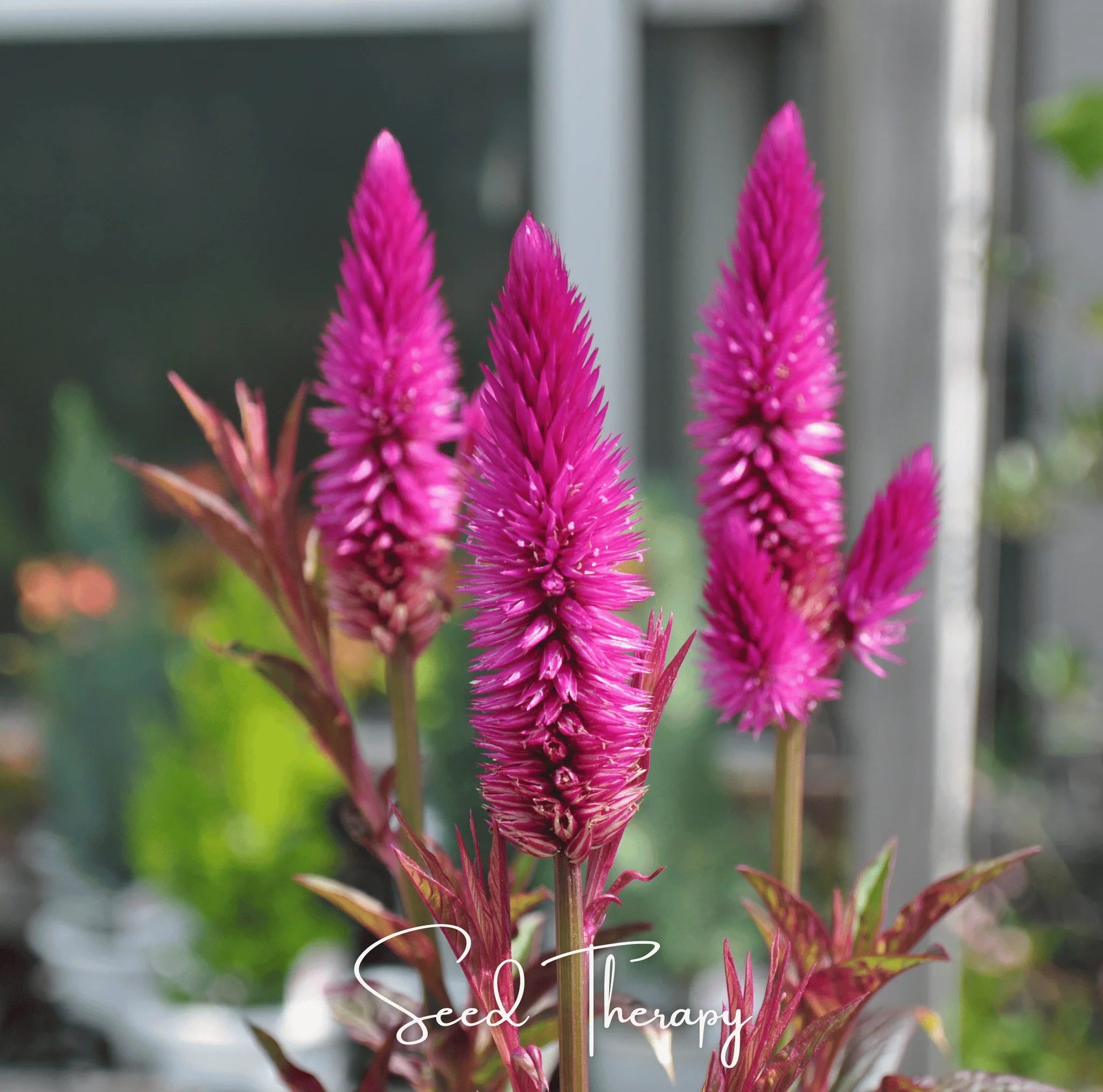 Silver Bloom Plumes Celosia Seeds from Southern Seeds, 40-pack of vibrant flowering seed packets for planting