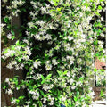 Climbing Jasmine Flower Seeds by South Mountain Nursery, evergreen fragrant seeds for fairy gardens and four-season outdoor growth.