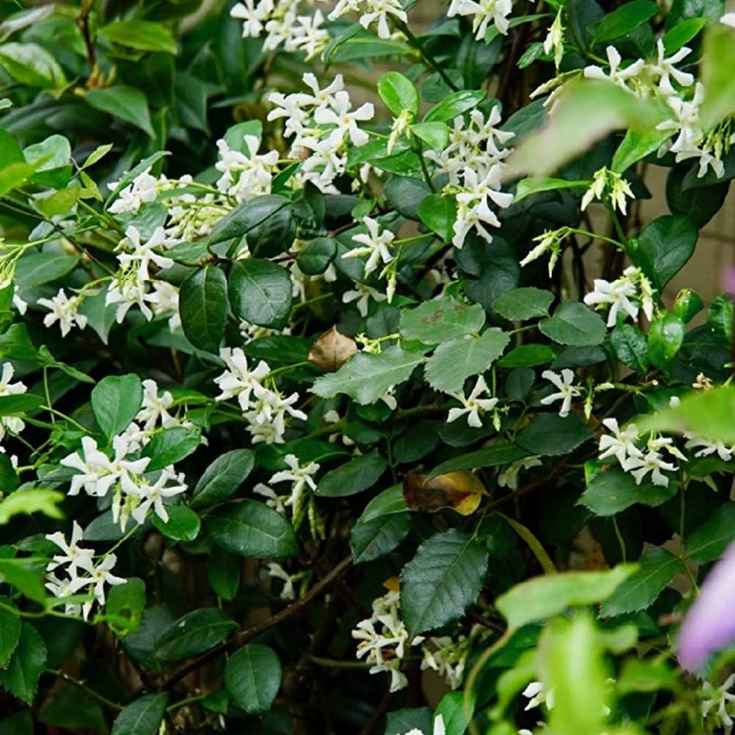 Climbing Jasmine Flower Seeds from South Mountain Nursery, fragrant evergreen plant for four-season garden growth.