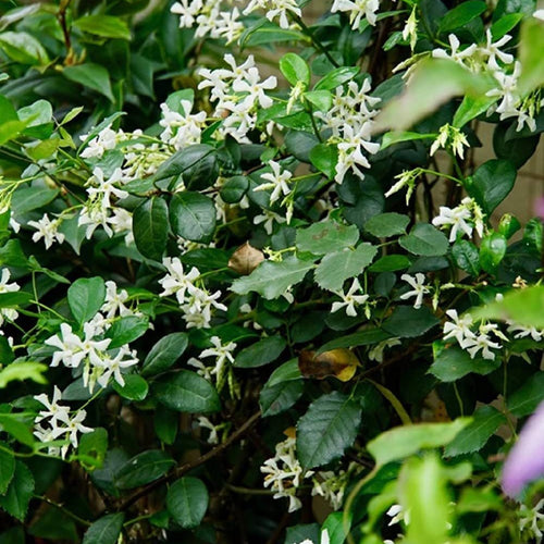 Climbing Jasmine Flower Seeds from South Mountain Nursery, fragrant evergreen plant for four-season garden growth.