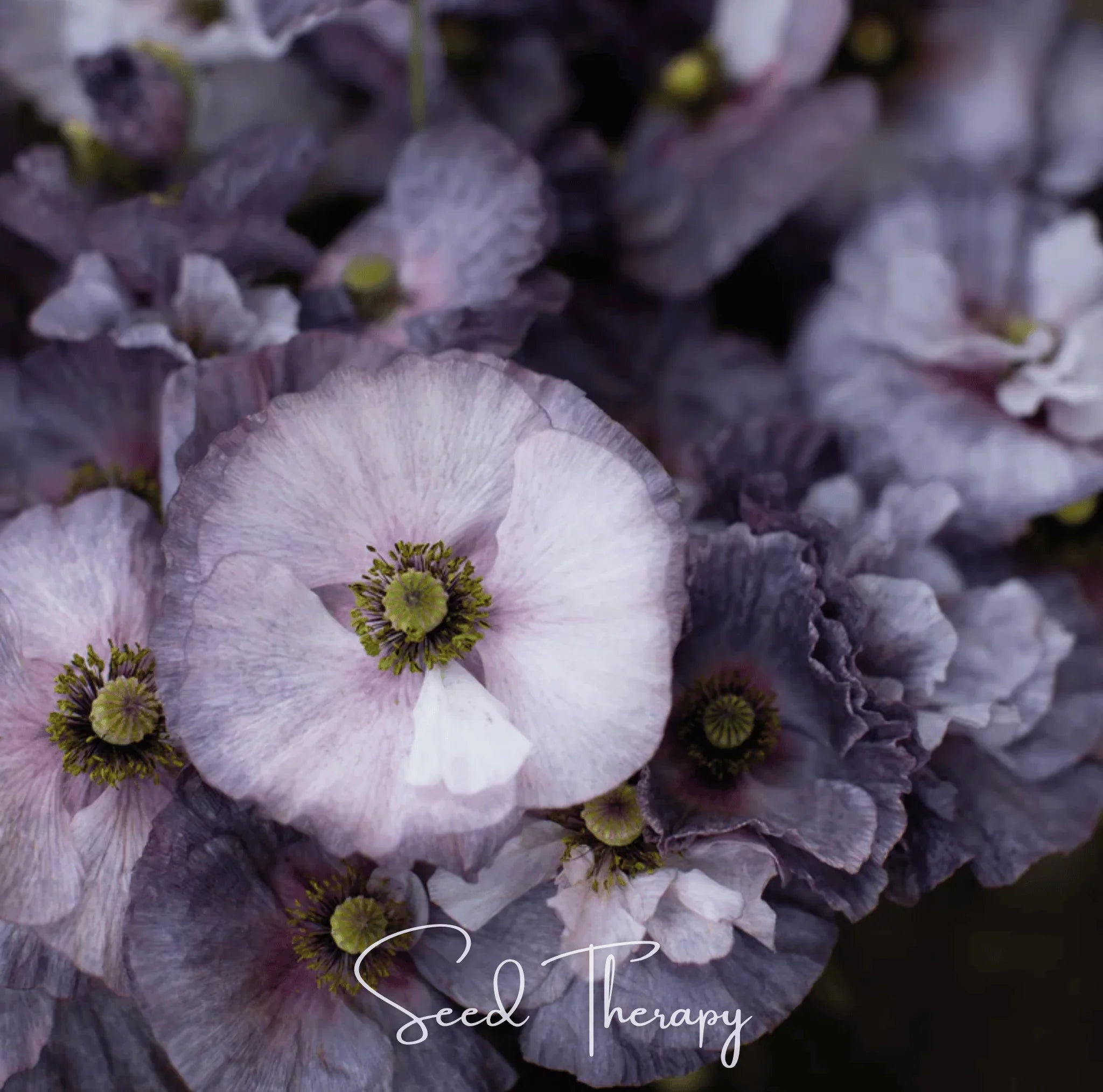 Grey Poppy seeds from Southern Seeds, showing a seed packet with images of grey poppies and seed details.