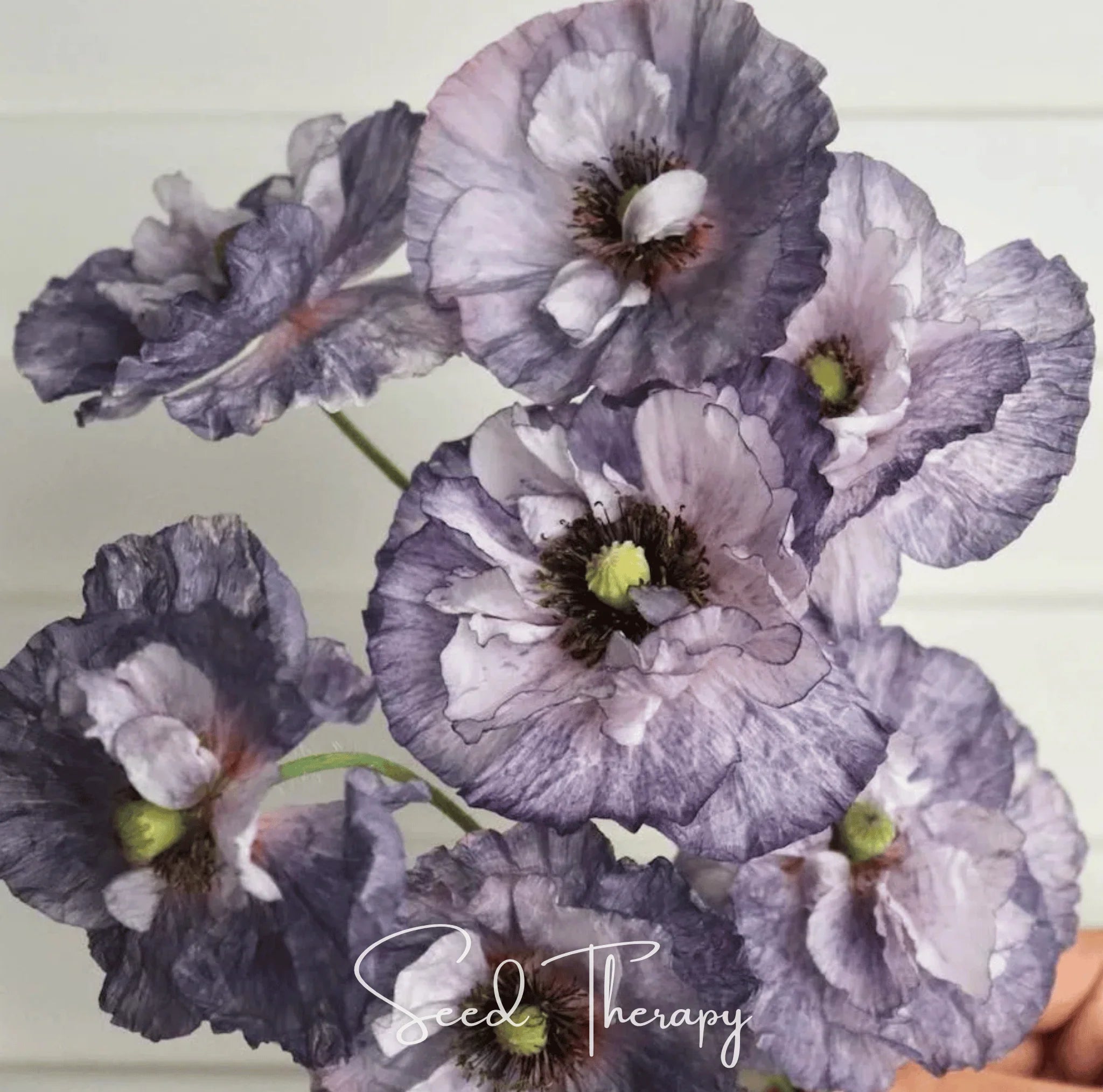 Packet of Amazing Grey Poppy seeds from Southern Seeds, showing a colorful seed packet for Papaver rhoeas.
