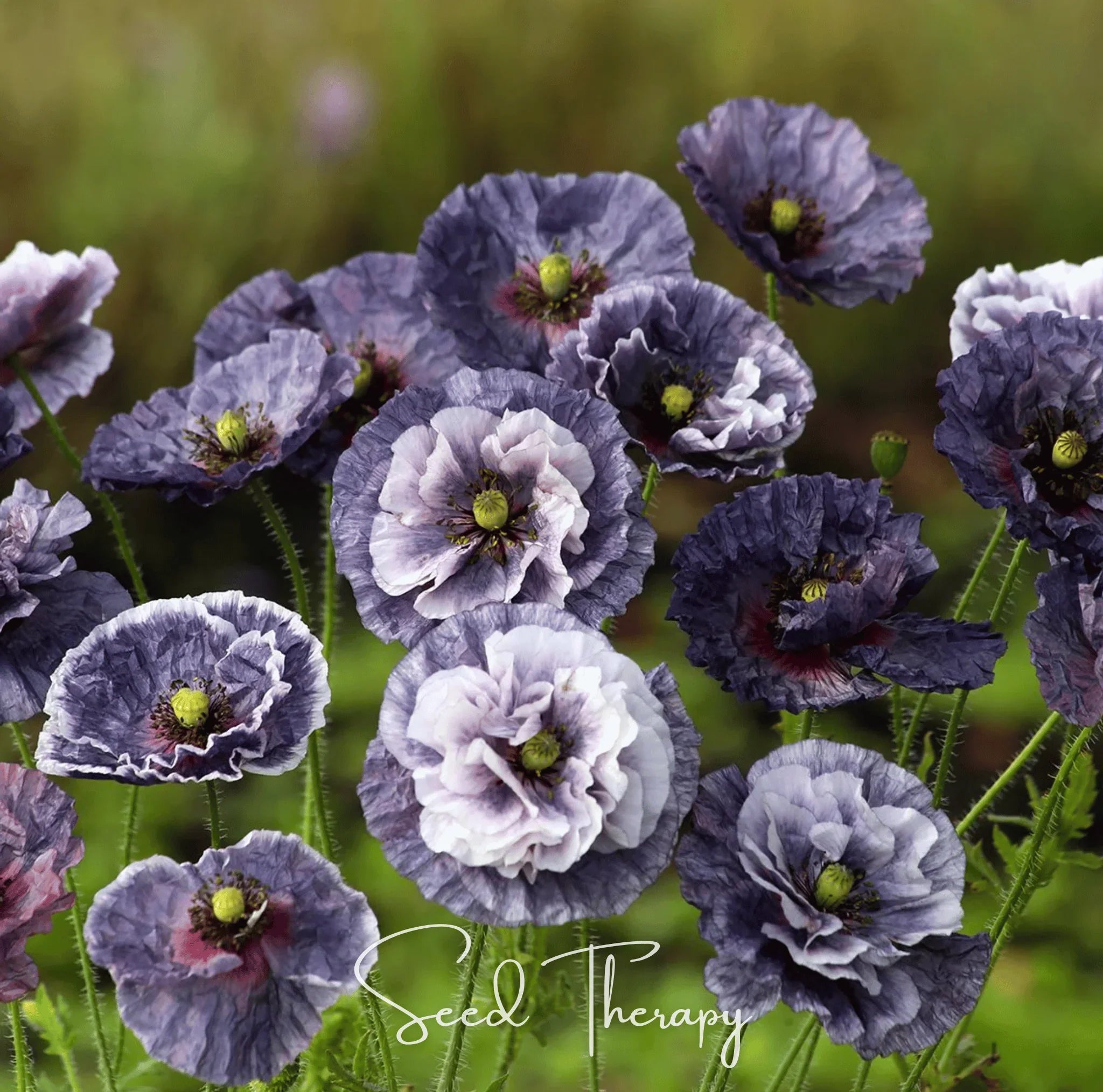 Packet of Amazing Grey Poppy seeds by Southern Seeds, showcasing the seed packet with grey poppy flower images.