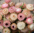 Silver Rose Strawflower seeds from Southern Seeds, showing a packet of 25 seeds for growing bright, durable strawflowers.
