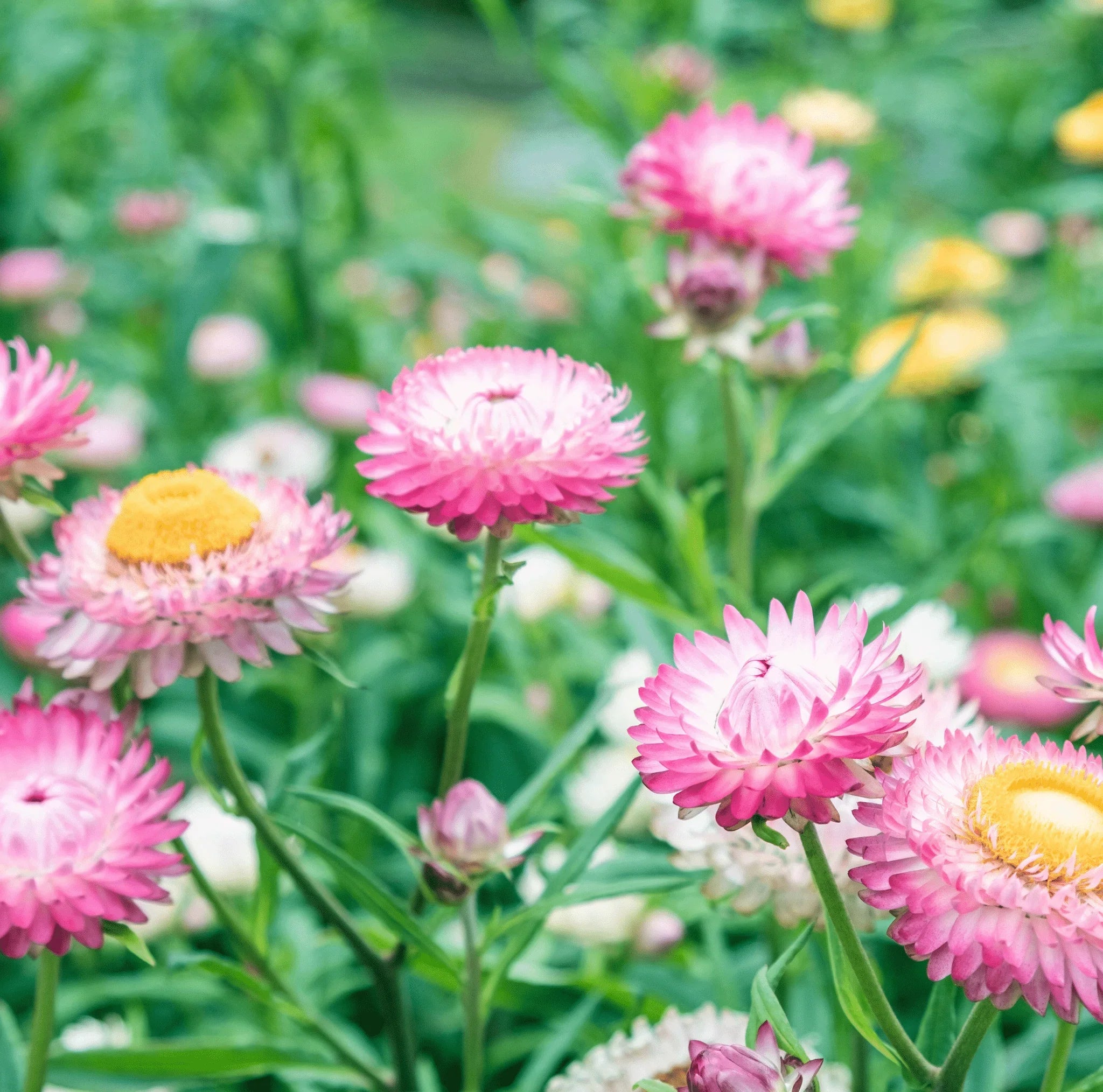 Silver Rose Strawflower seeds from Southern Seeds in a packet, showcasing vibrant, dried strawflower blooms and seed details.