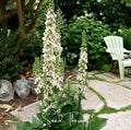 Packet of Southern Seeds Moonlit Candle Spires heirloom verbascum seeds, showcasing vibrant seed packet for garden planting